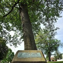 Viola Kenyon plaque and tree, 2016